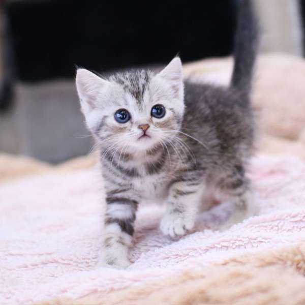 아메리칸숏헤어 애교가 굉장히 많고 독점욕이 강한 고양이